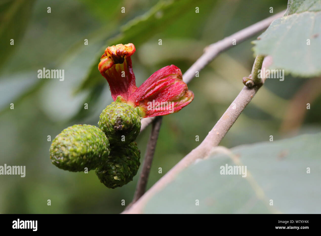 Alder tongue gall caused by fungal plant pathogen (Taphrina alni) Bulgaria, August. Stock Photo