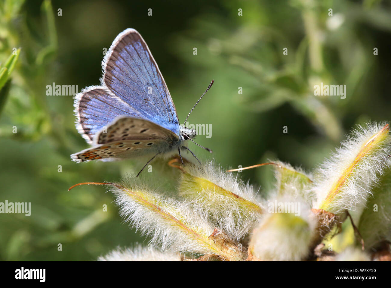 Blue argus butterfly (Plebejus anteros) male, Bulgaria, July. Stock Photo