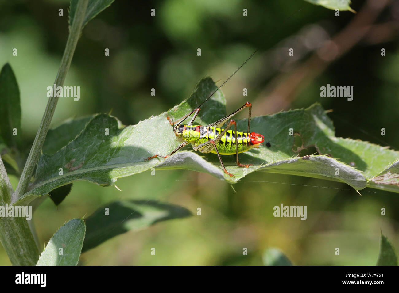 Bush cricket (Poecilimon thoracicus) male, Bulgaria, July. Stock Photo