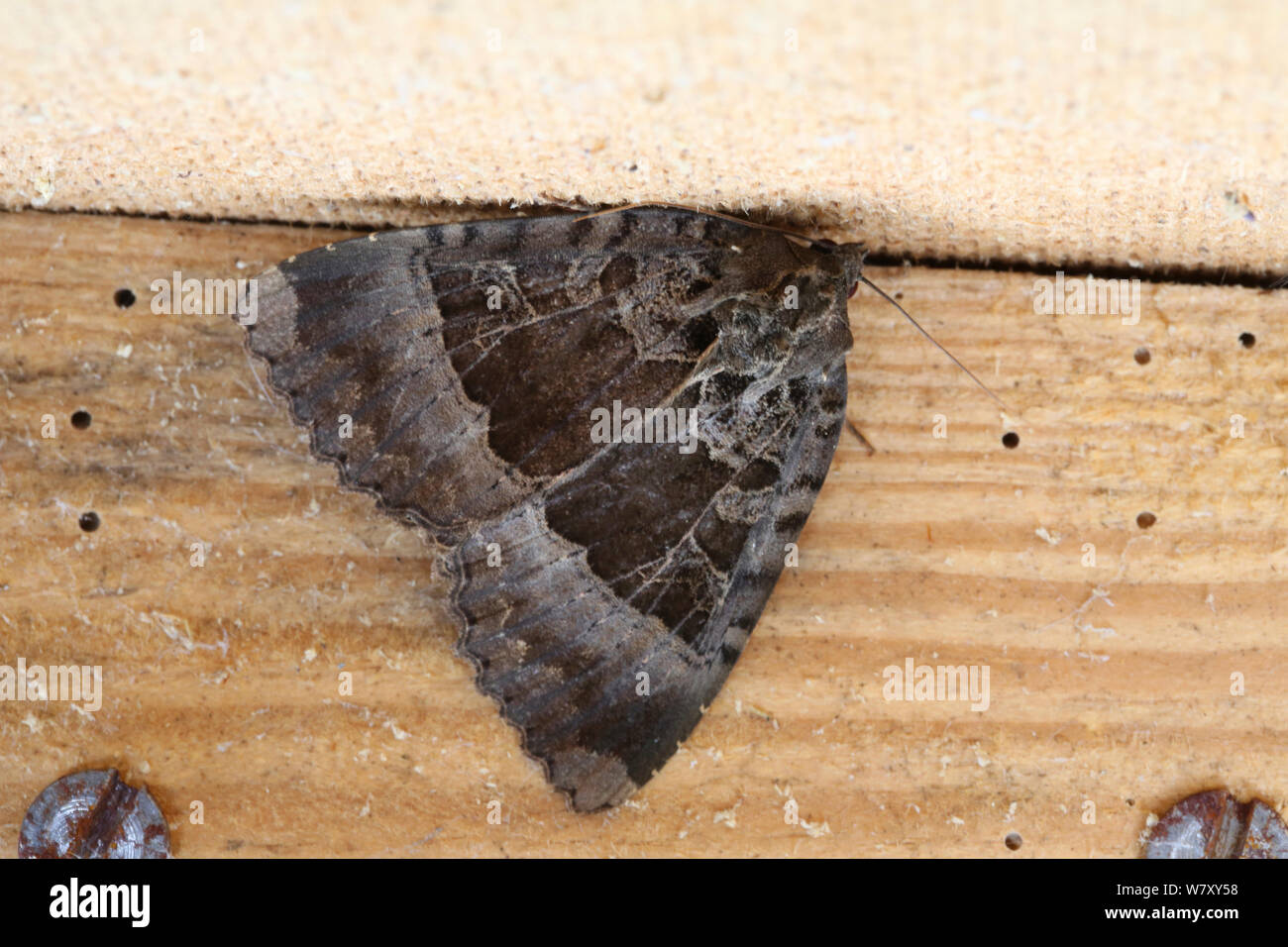 Old lady moth (Mormo maura) hibernating next to hardboard partition, Surrey, England, August. Stock Photo