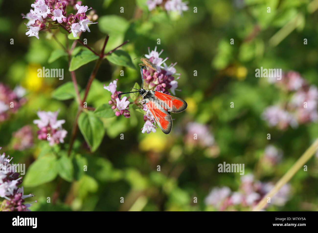 Transparent burnet moth (Zygaena purpuralis) on Marjoram (Origanum vulgare). Bulgaria, July. Stock Photo