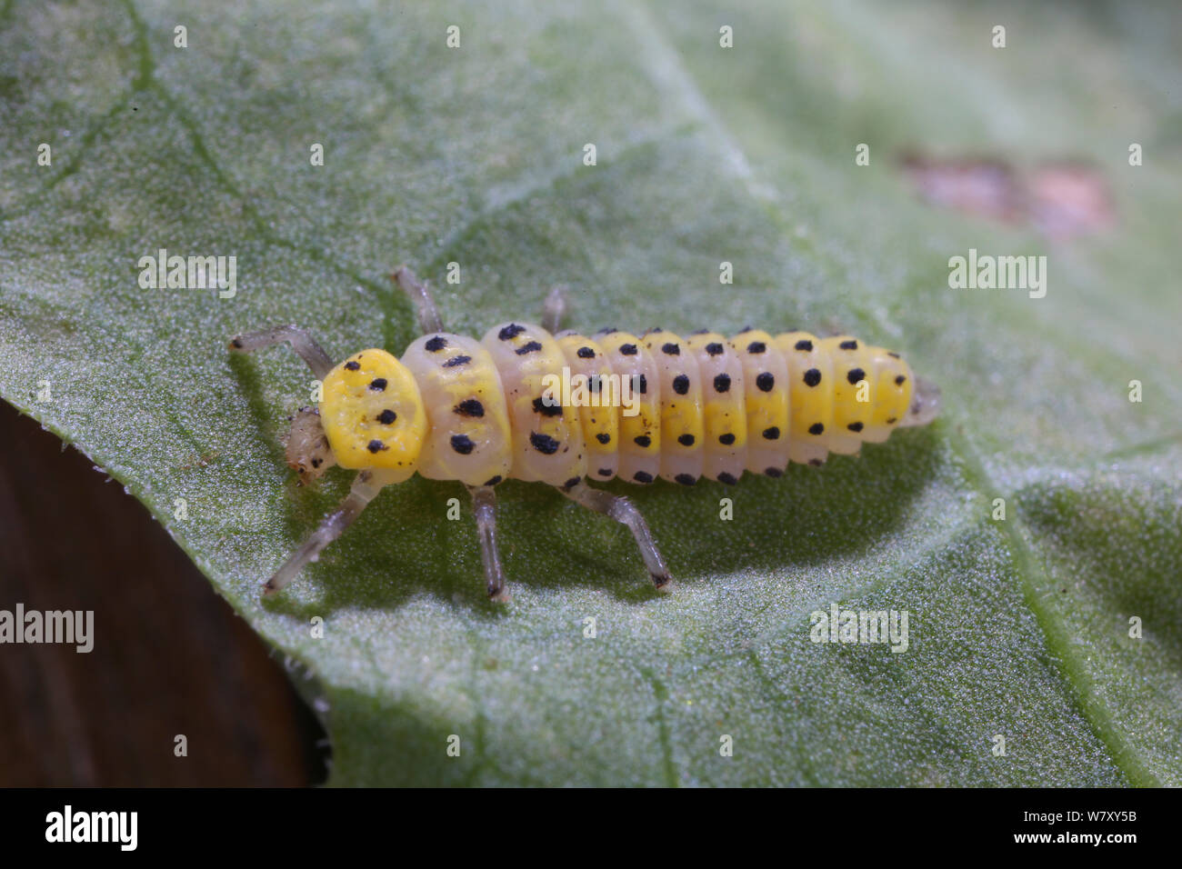 Twenty-two spot ladybird (Psyllobora 22-punctata) larva, Surrey, England, August. Stock Photo