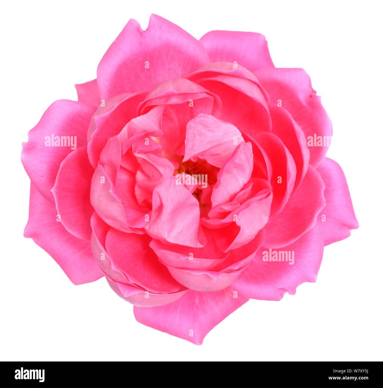 a beautiful pink rose isolated on white background Stock Photo - Alamy