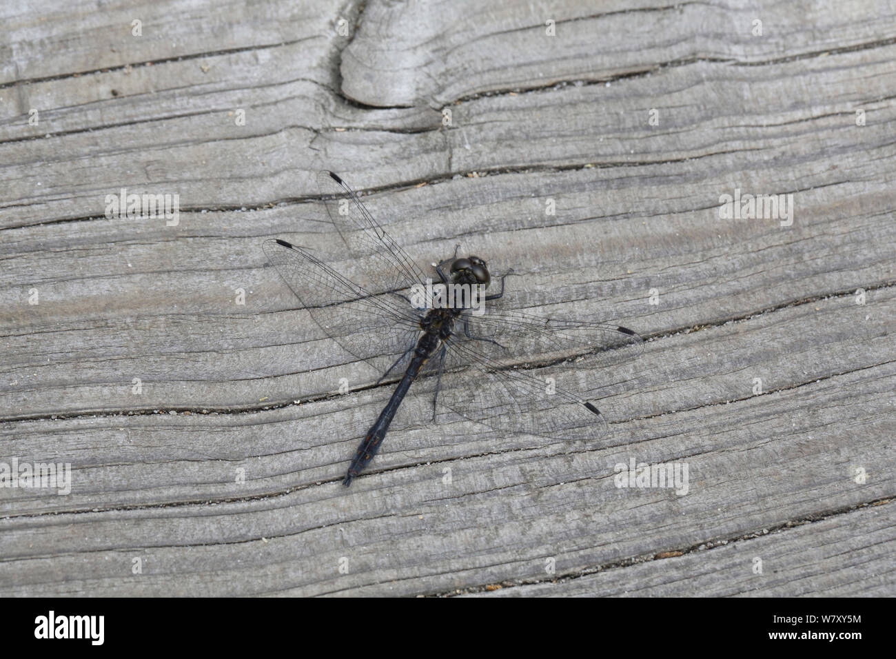 Black darter dragonfly (Sympetrum danae) Surrey, England, September. Stock Photo