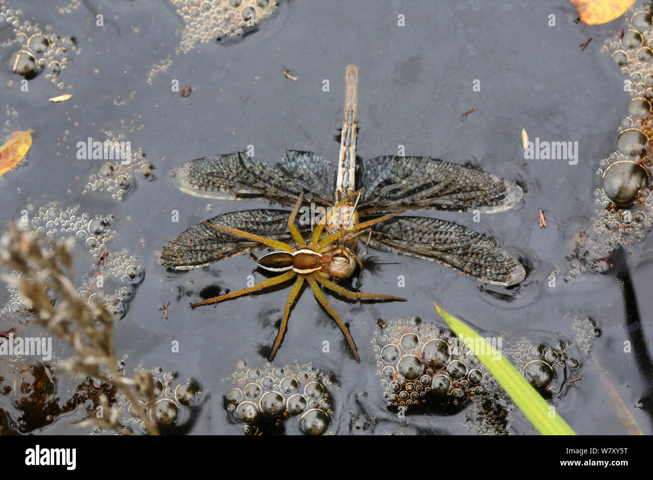 Raft spider (Dolomedes fimbriatus) female feeding on drowned dragonfly. Surrey, England, September. Stock Photo