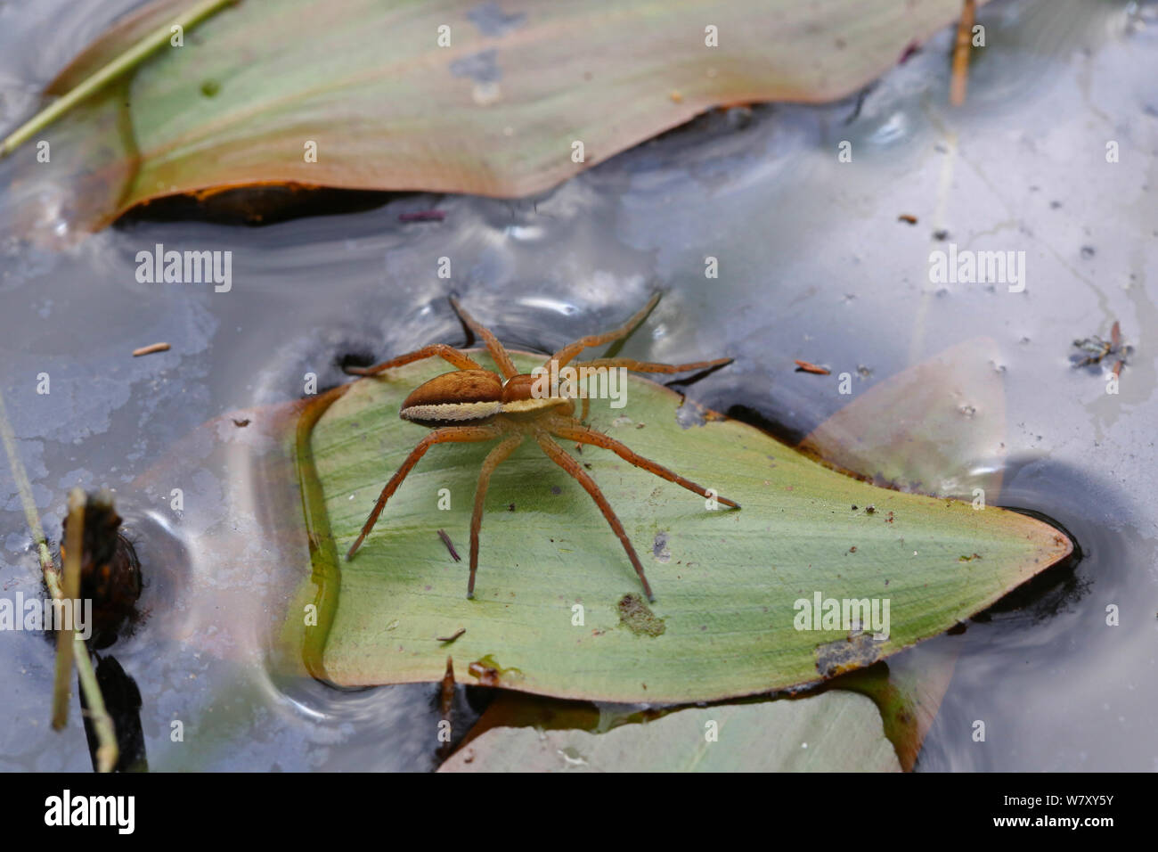 Raft spider (Dolomedes fimbriatus) female on leaf (Potamogeton sp) Surrey, England, September. Stock Photo