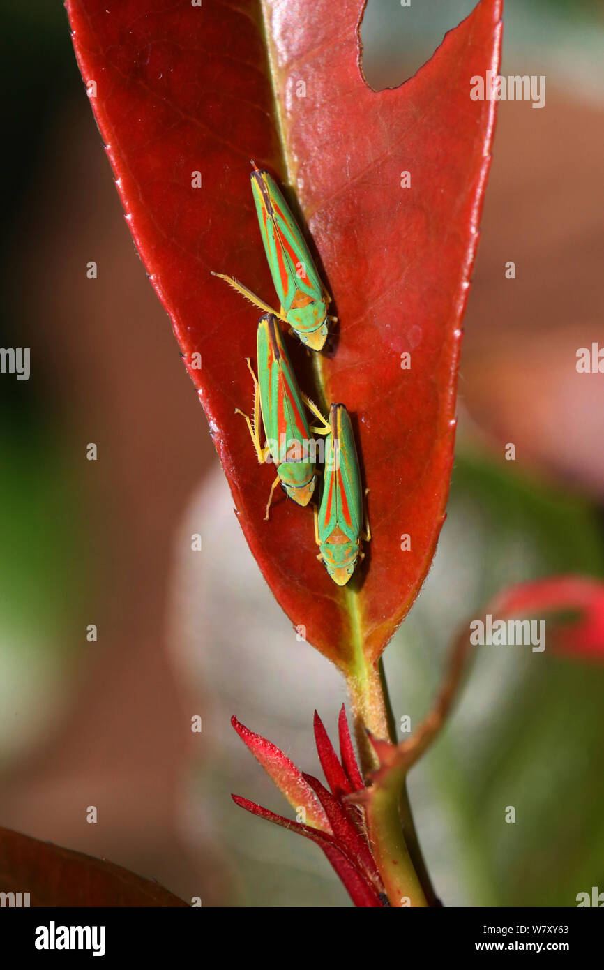 Rhododendron leaf-hoppers (Graphocephala fennahi) on leaf (Photinia sp) Surrey, England, October. Stock Photo