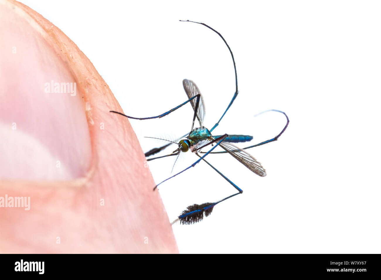 Ornamental mosquito (Sabethes sp) biting human finger, Jatun Sacha Biological Station, Napo province, Amazon basin, Ecuador, March. meetyourneighbours.net project Stock Photo