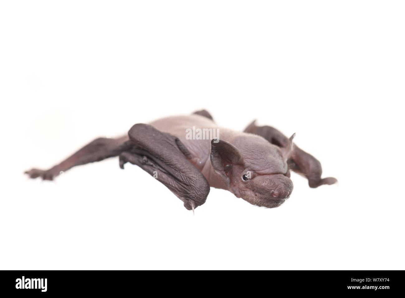 Common Pipistrelle Baby High Resolution Stock Photography And Images Alamy