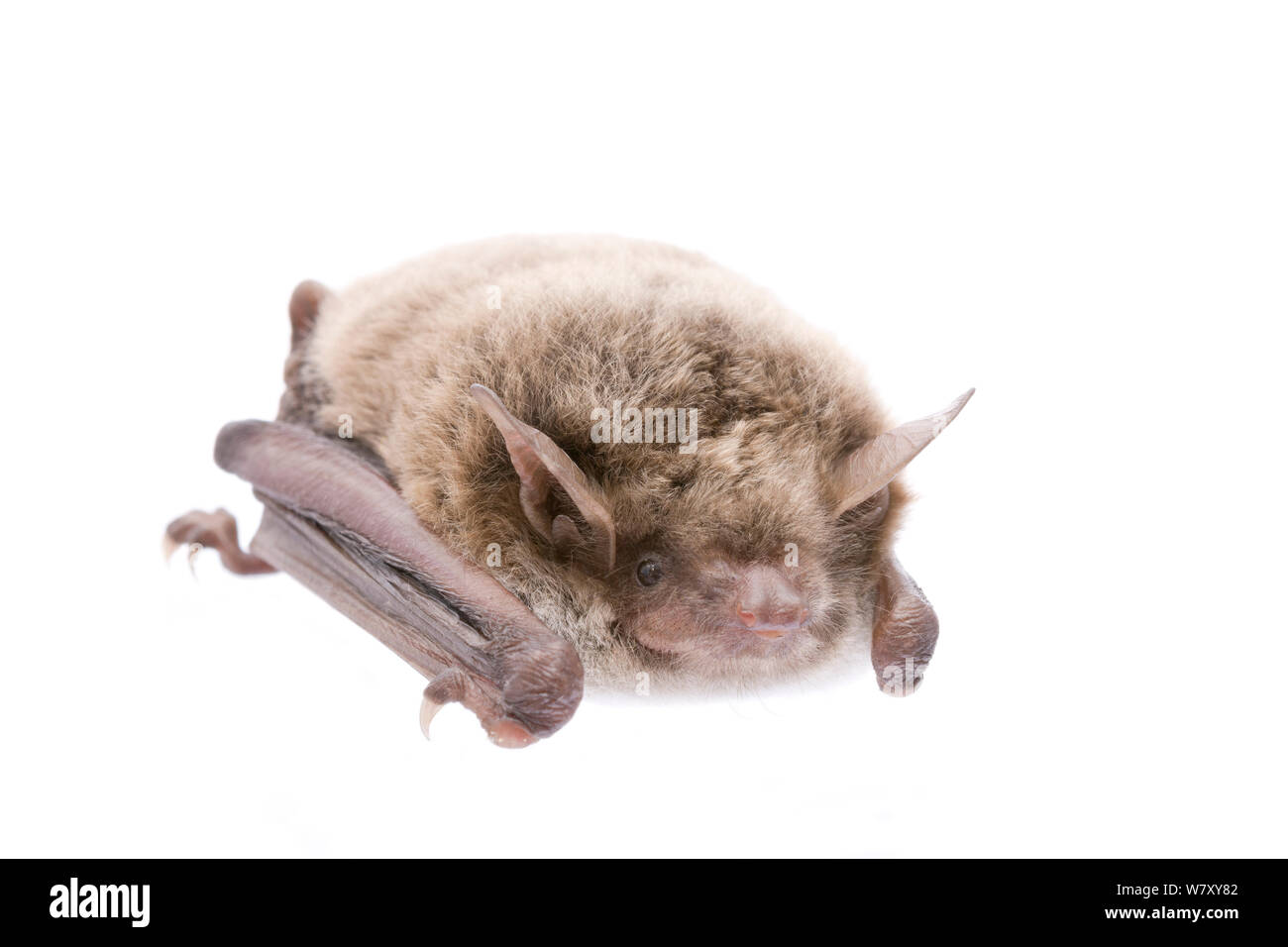 Pond bat (Myotis dasycneme) adult, The Netherlands, September. meetyourneighbours.net project Stock Photo
