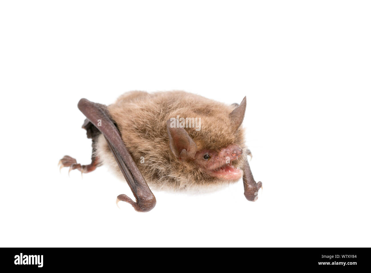 Daubenton&#39;s bat (Myotis daubentonii) adult, The Netherlands, September. meetyourneighbours.net project Stock Photo