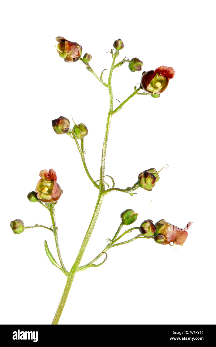 Scopoli&#39;s Figwort (Scrophularia scopolii) in flower, Slovenia, Europe, July. meetyourneighbours.net project Stock Photo