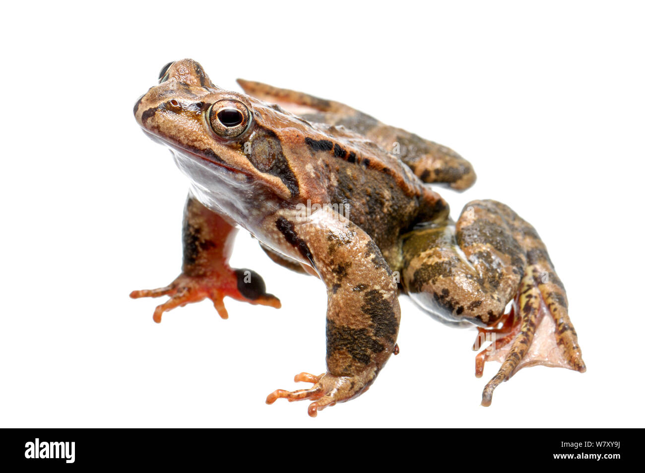 Common Frog (Rana temporaria) displaying, Slovenia, Europe, March. meetyourneighbours.net project Stock Photo