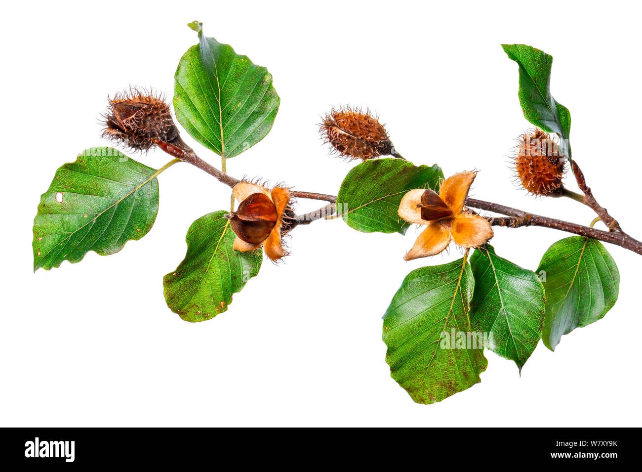 Common Beech (Fagus sylvatica) with seeds, Slovenia, Europe, September. meetyourneighbours.net project Stock Photo