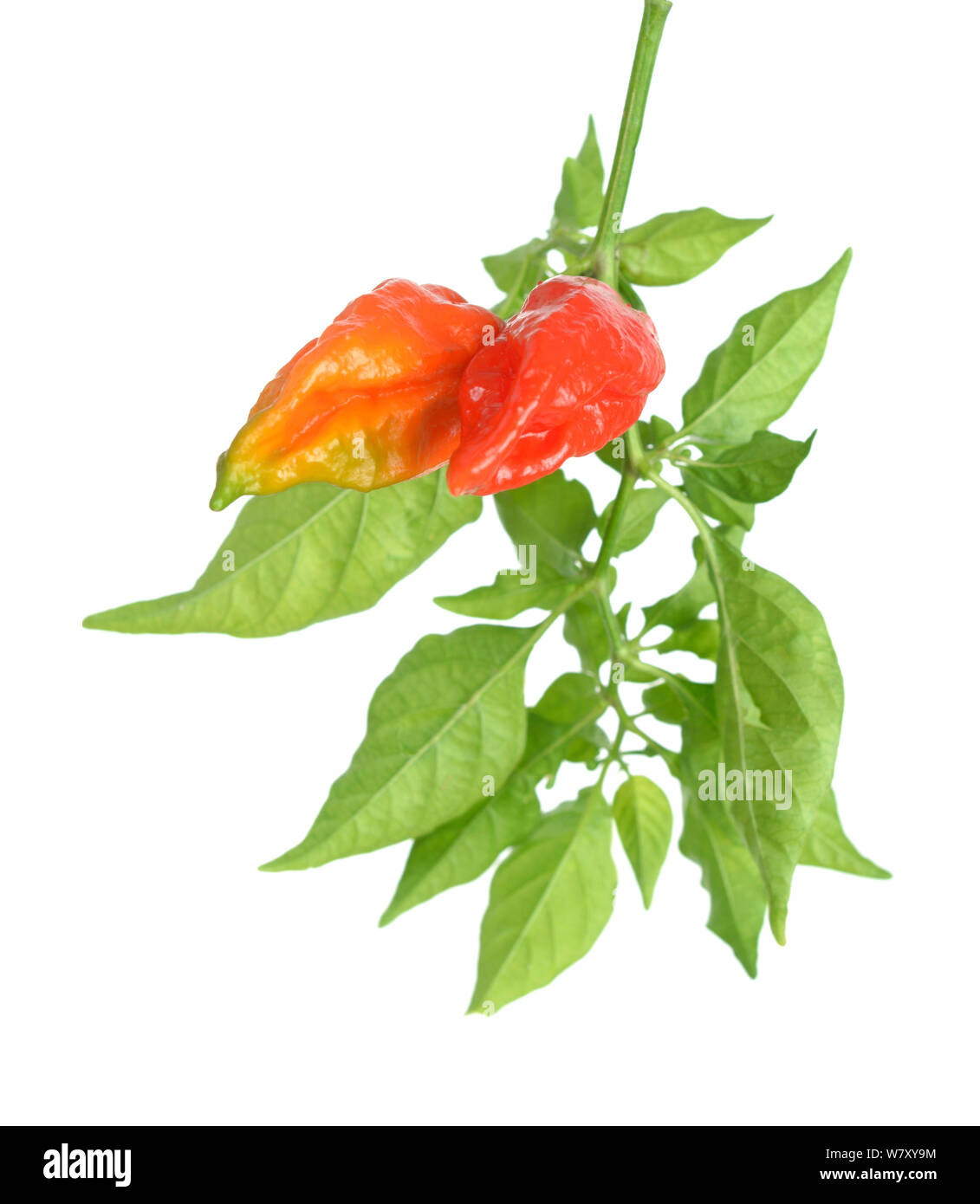 ghost pepper, the hottest pepper in the world, isolated on white Stock Photo