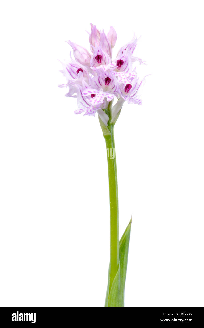 Three-toothed orchid (Orchis tridentata) in flower, Slovenia, Europe, May. meetyourneighbours.net project Stock Photo