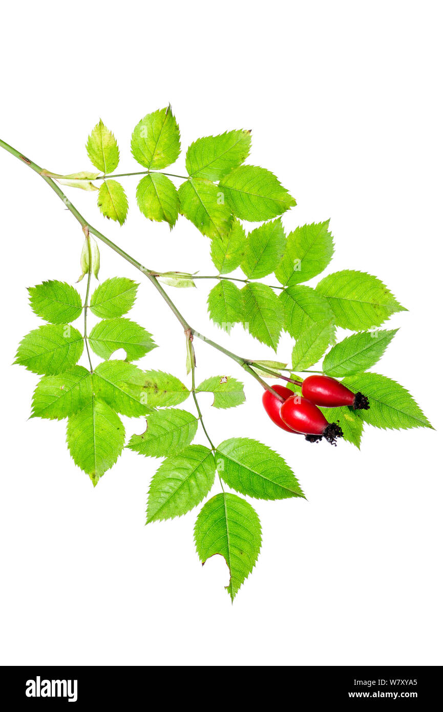 Dog Rose (Rosa canina) with fruits, Slovenia, Europe, October. meetyourneighbours.net project Stock Photo