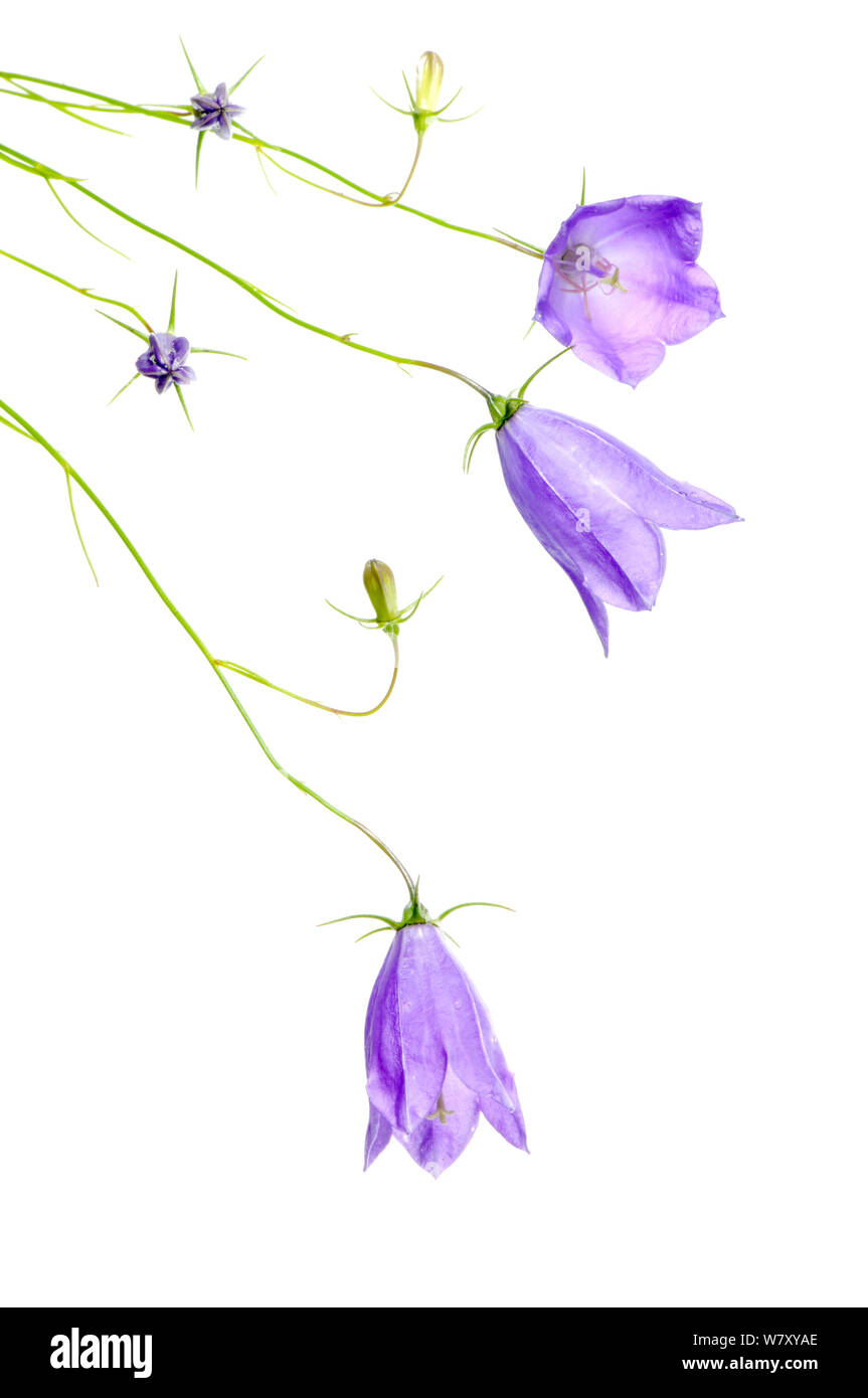 Justin&#39;s bellflower (Campanula justiniana) in flower, Europe, July. meetyourneighbours.net project Stock Photo