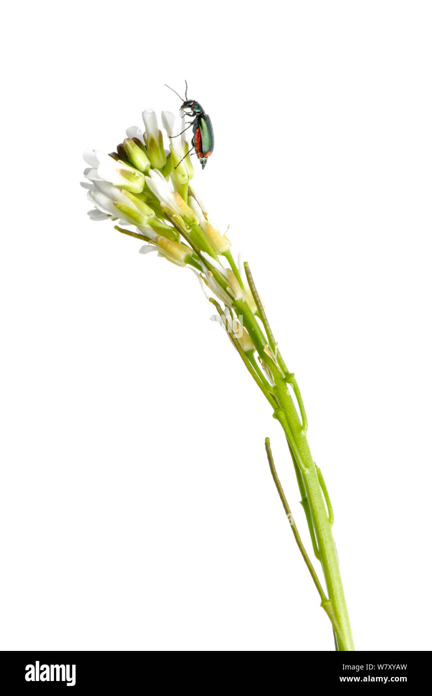 Hairy Rockcress (Arabis hirsuta) in flower, Slovenia, Europe, May. meetyourneighbours.net project Stock Photo