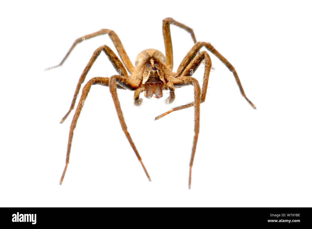 Nursery web spider (Pisaura mirabilis), Slovenia, Europe, March. meetyourneighbours.net project Stock Photo