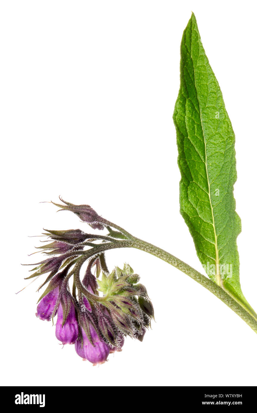 Common comfrey (Symphytum officinale) in flower, Europe, June. meetyourneighbours.net project Stock Photo
