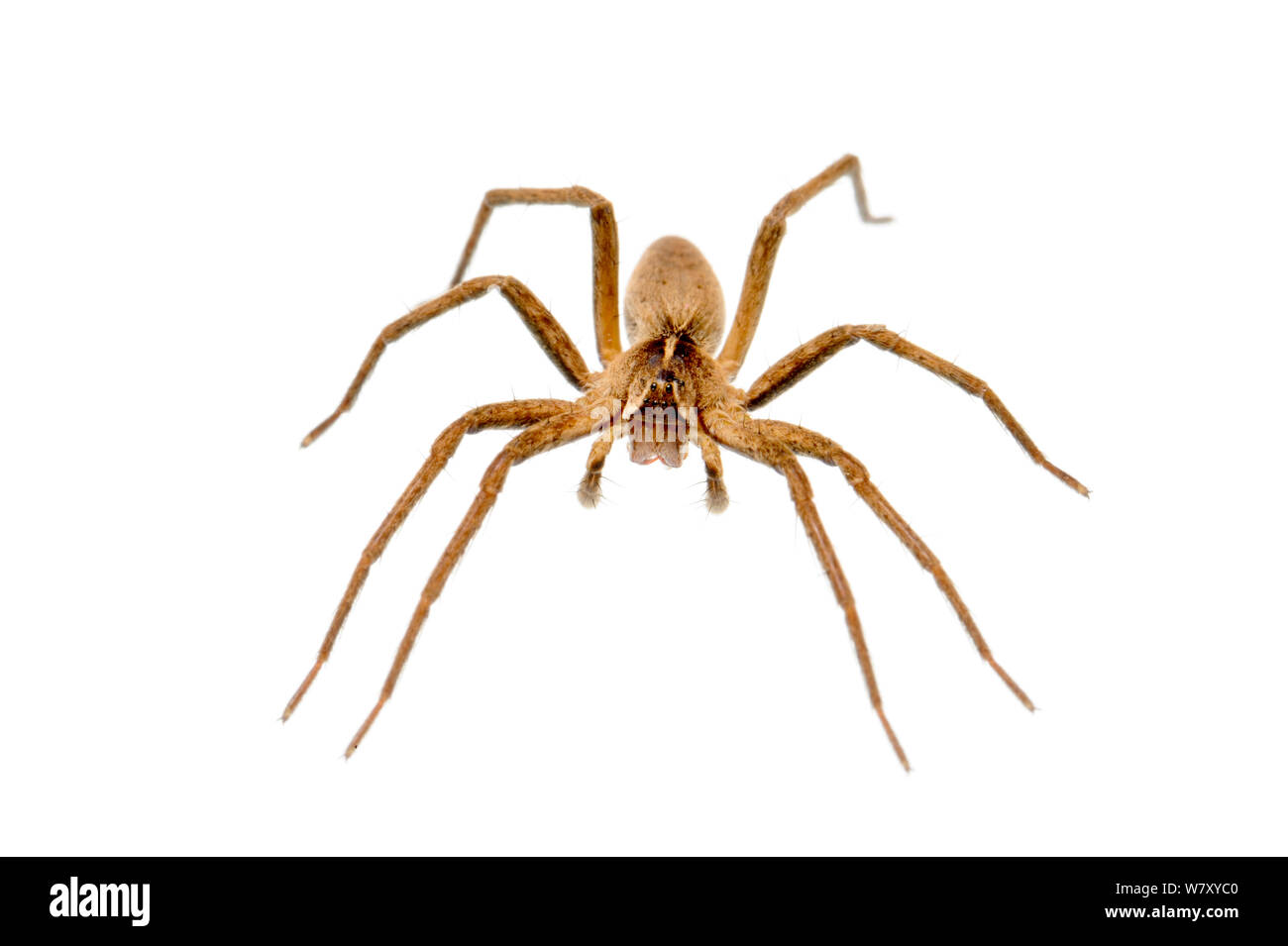 Nursery web spider (Pisaura mirabilis), Slovenia, Europe, March. meetyourneighbours.net project Stock Photo