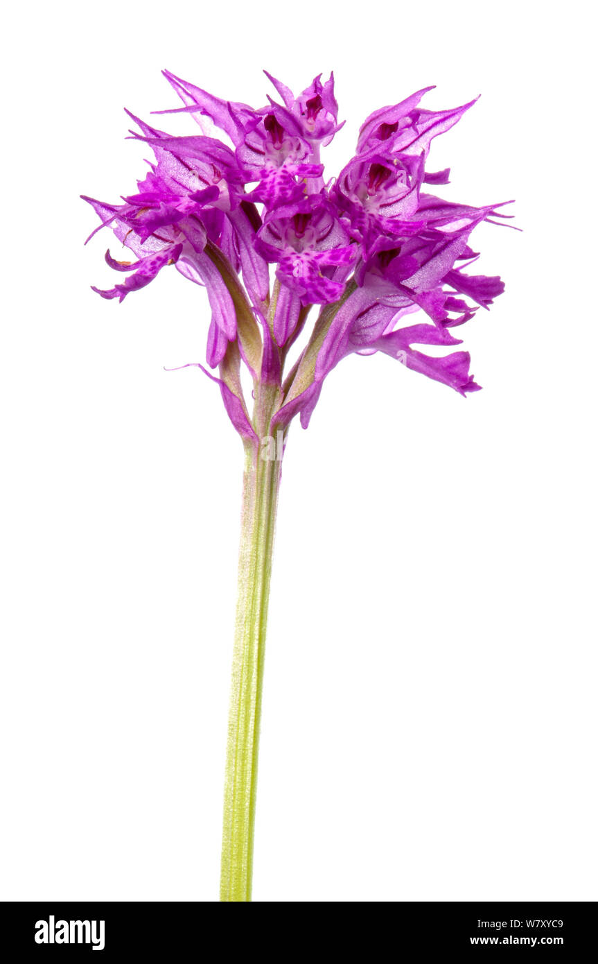 Three-toothed orchid (Orchis tridentata) in flower, Slovenia, Europe, May. meetyourneighbours.net project Stock Photo