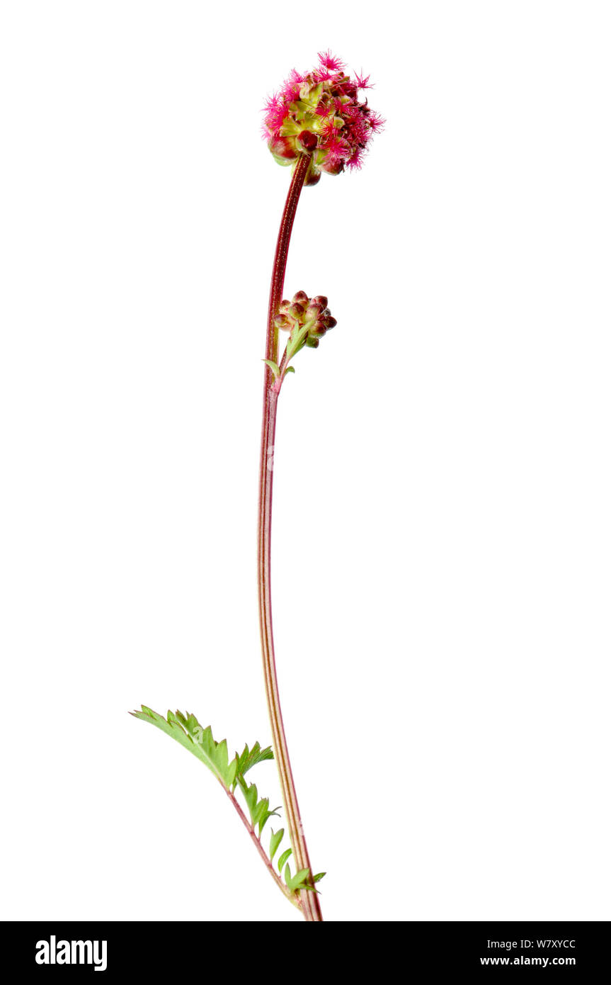 Salad Burnet (Sanguisorba minor) in flower, Slovenia, Europe, May. meetyourneighbours.net project Stock Photo