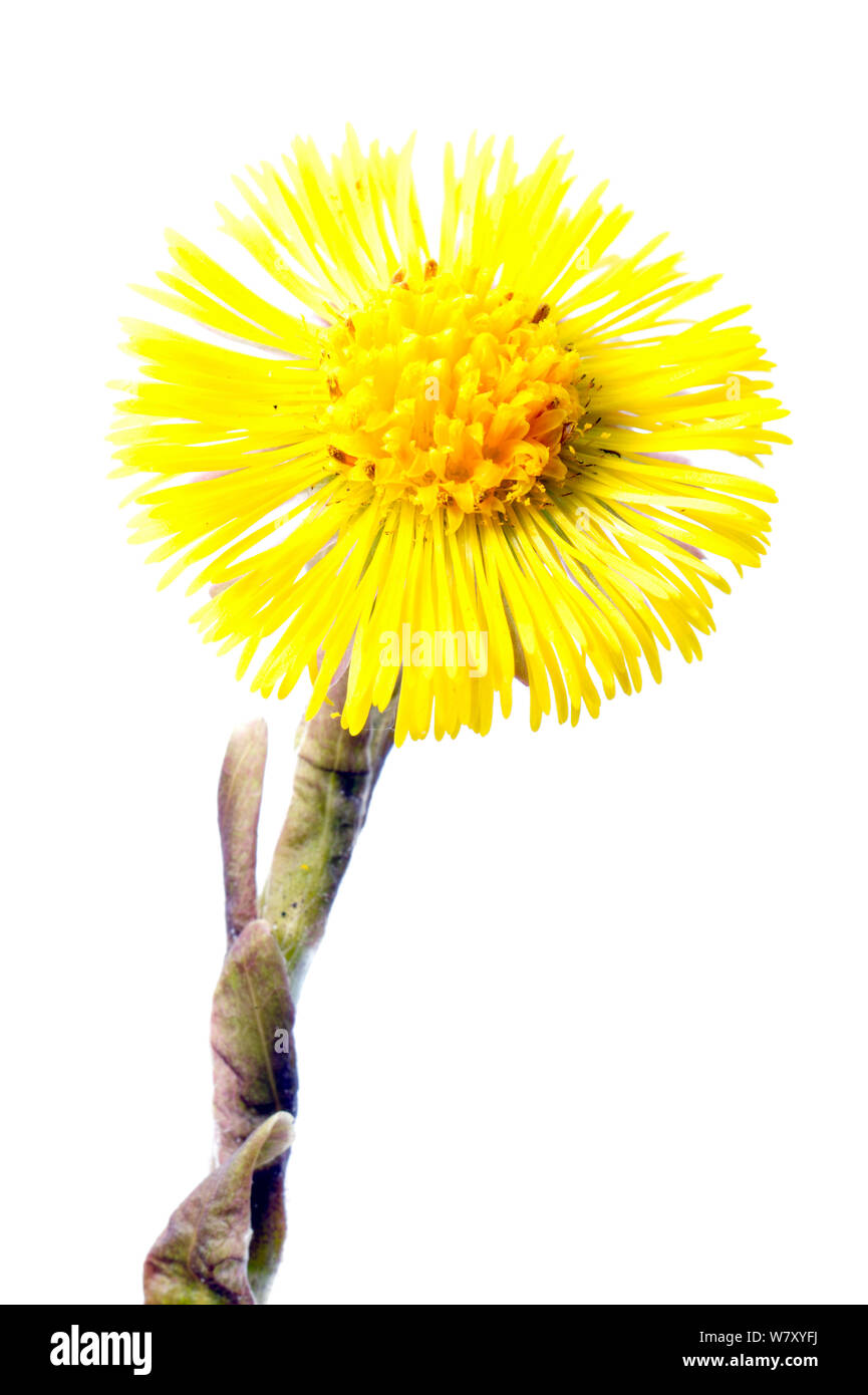 Coltsfoot (Tussilago farfara) in flower, Slovenia, Europe, March. meetyourneighbours.net project Stock Photo