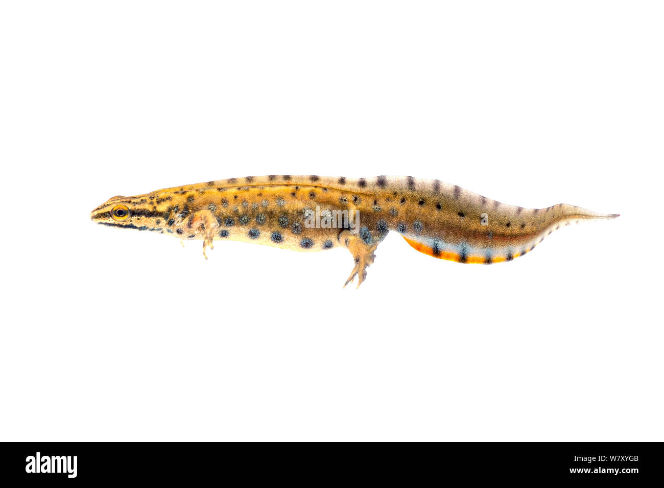 Southern smooth newt (Lissotriton vulgaris meridionalis) under water, Slovenia, Europe, March. meetyourneighbours.net project Stock Photo