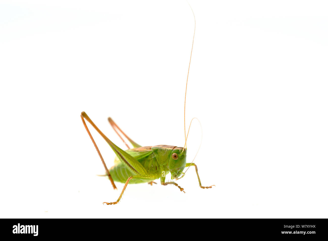 Bush-cricket (Metrioptera bicolor), Quirnheim, Rhineland-Palatinate, Germany, August. meetyourneighbours.net project Stock Photo