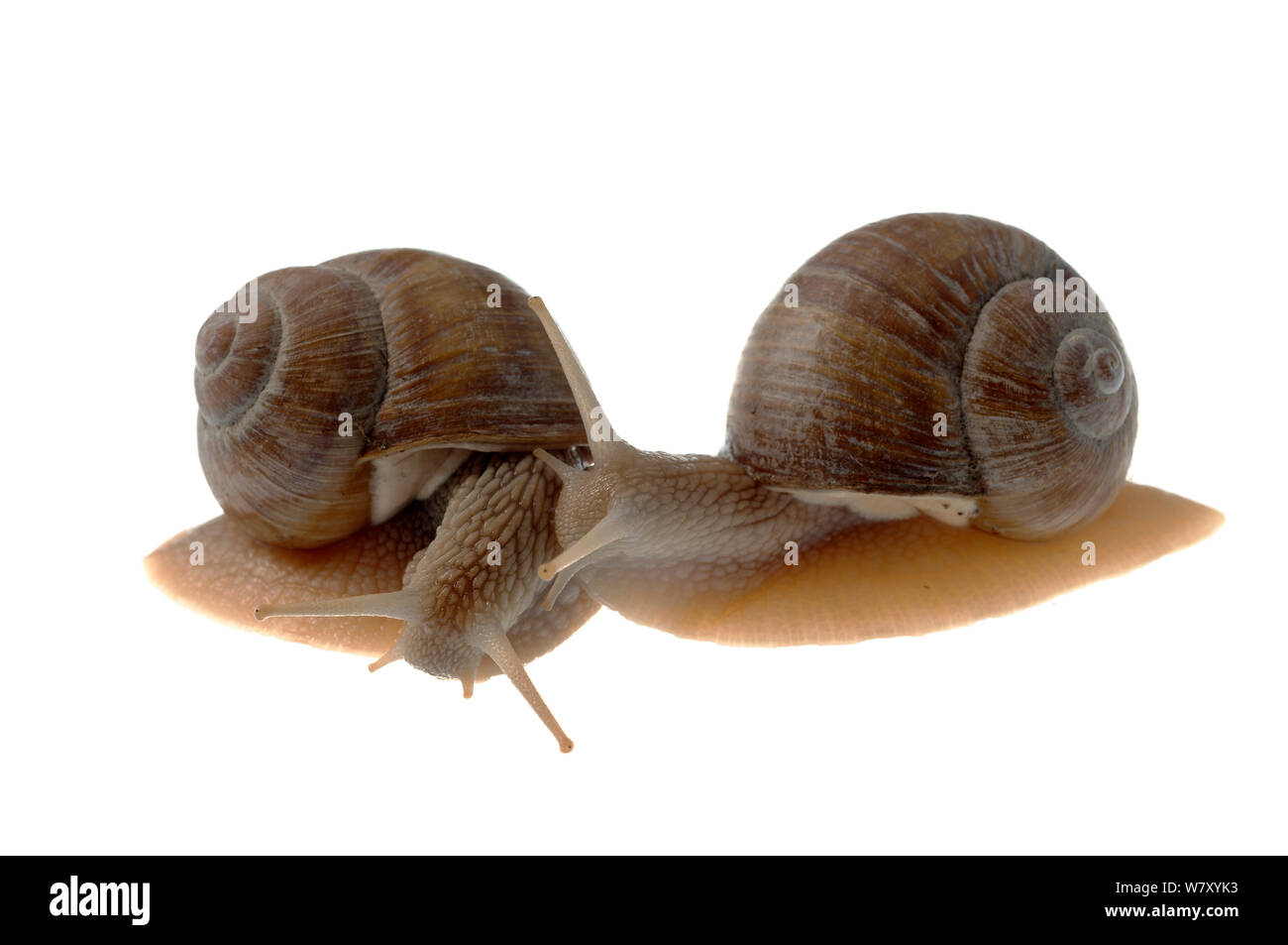 Burgundy snail (Helix pomatia) comparison of left and right handed shells, Hassloch, Rhineland-Palatinate, Germany, October. meetyourneighbours.net project Stock Photo