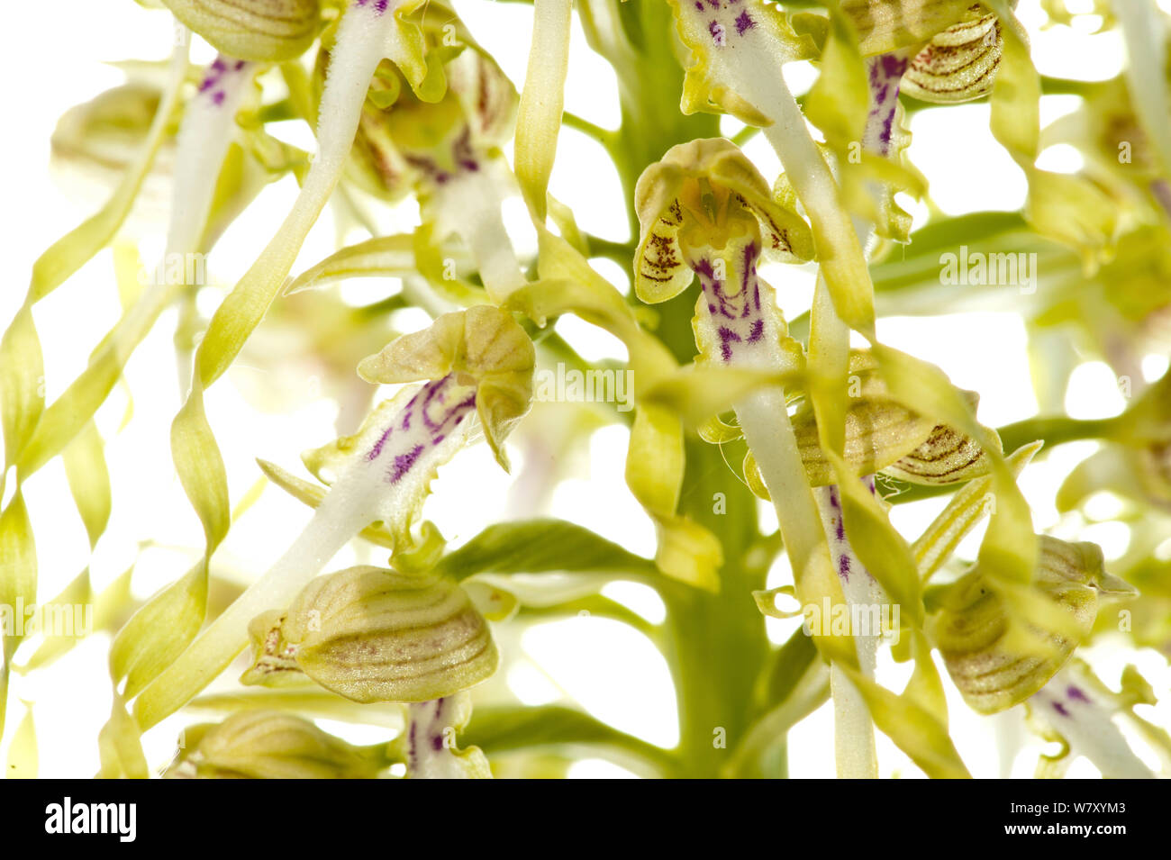 Lizard orchid flowers (Himantoglossum hircinum), Ilbesheim, Rhineland-Palatinate, Germany, May. meetyourneighbours.net project Stock Photo