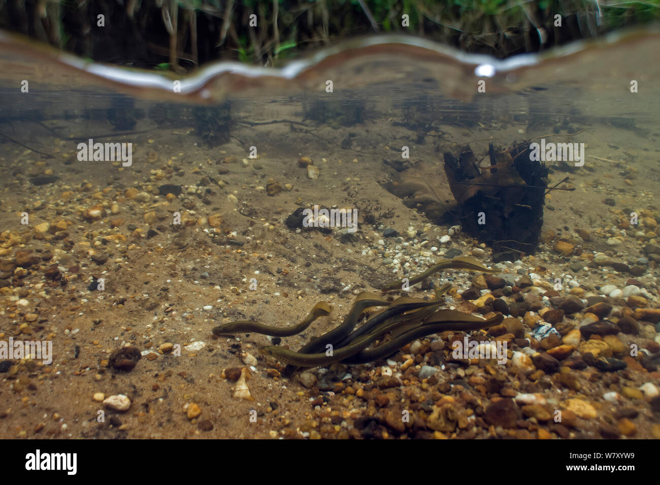 Brook lampreys (Lampetra planeri) brook, central Holland. March. Stock Photo