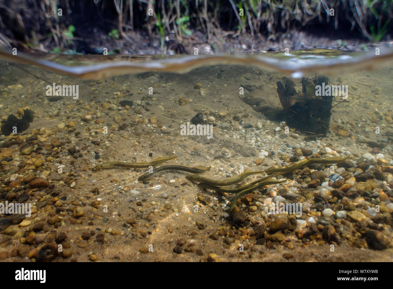 Brook lampreys (Lampetra planeri) brook, central Holland. March. Stock Photo