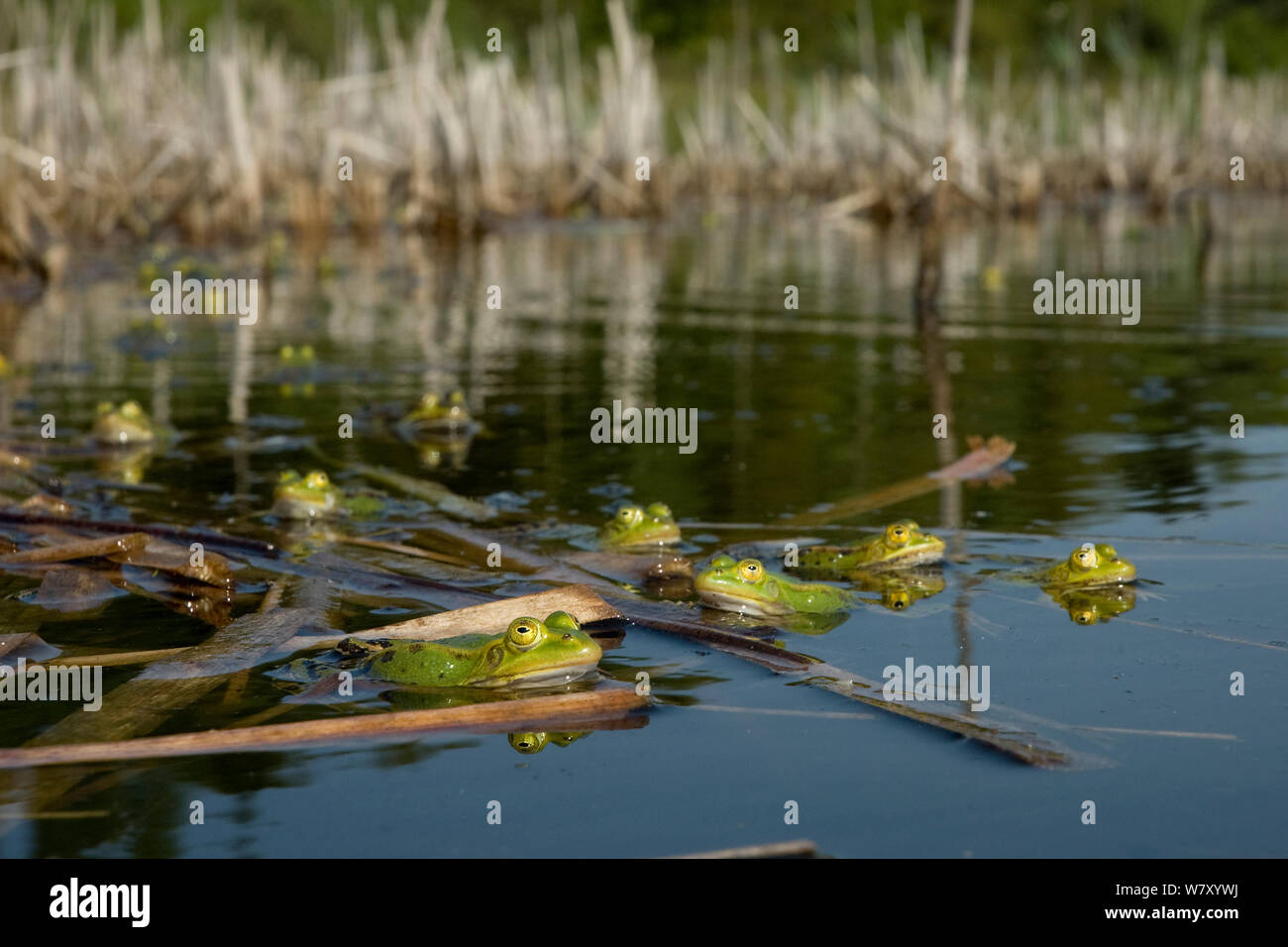 Pool frogs (Rana lessonae) in mating season in small pool, central