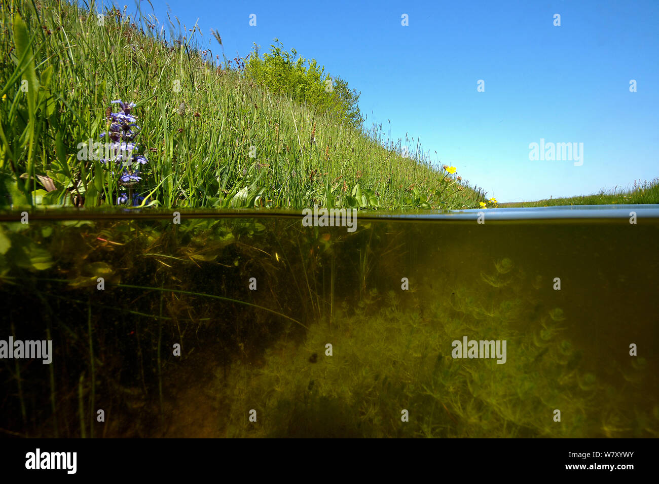 Ditch with Chara algae (Chara sp), North Holland. May. Stock Photo