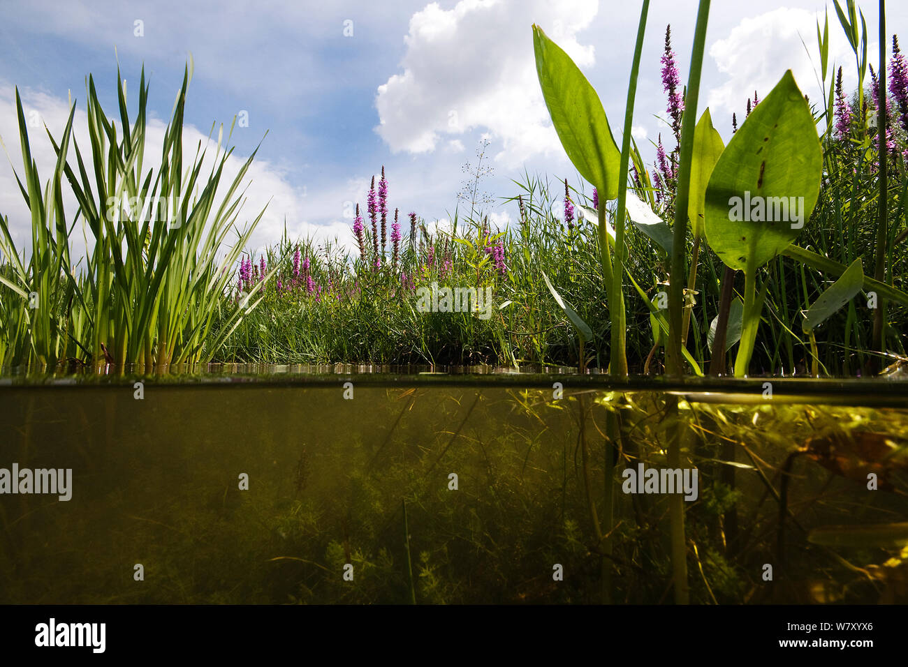 Ditch with mixture of aquatic plants, Rotterdam area, Holland. August Stock  Photo - Alamy