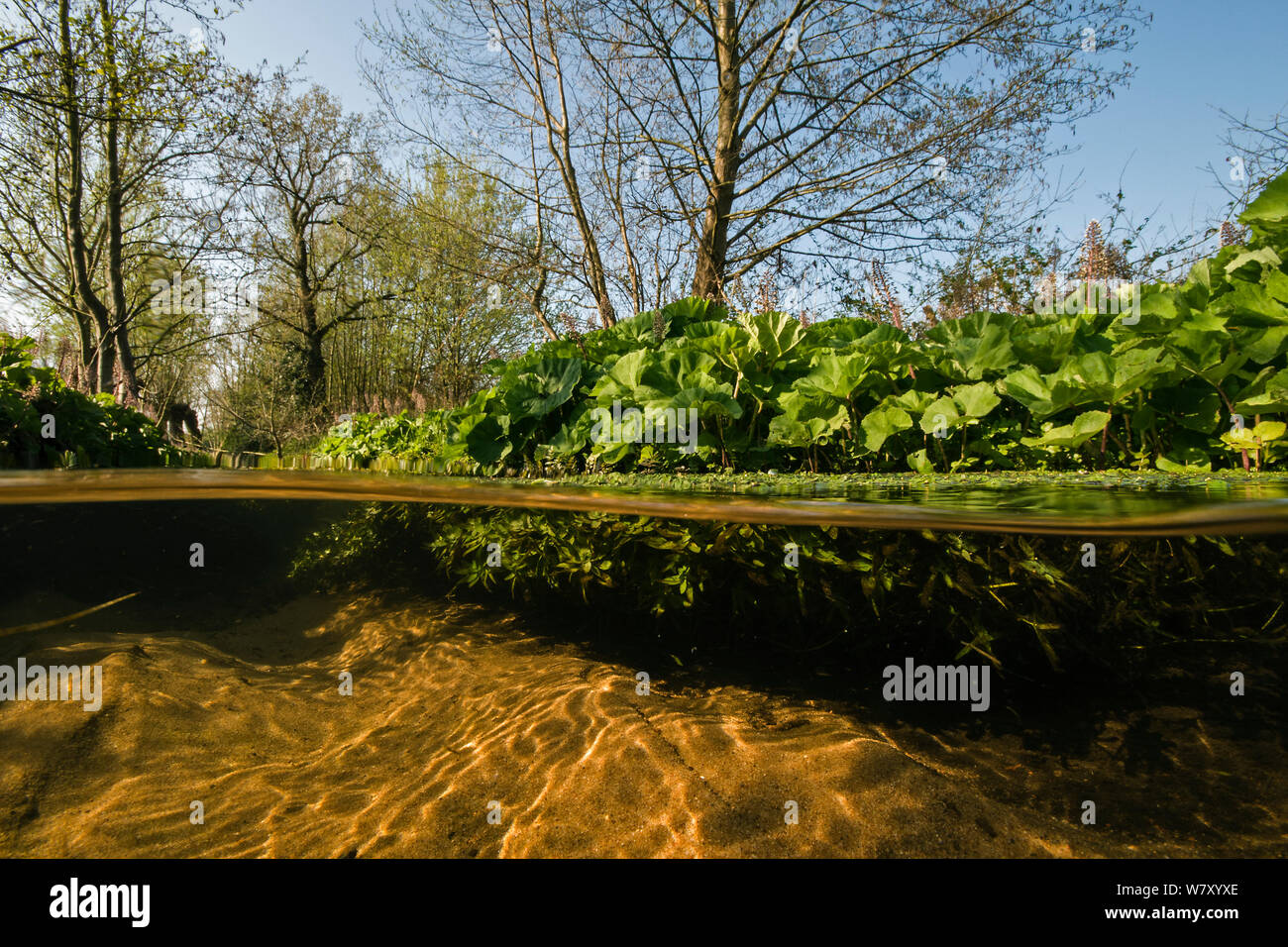 Butterbur (Petasites hybridus) along small brook, central Holland. April. Stock Photo