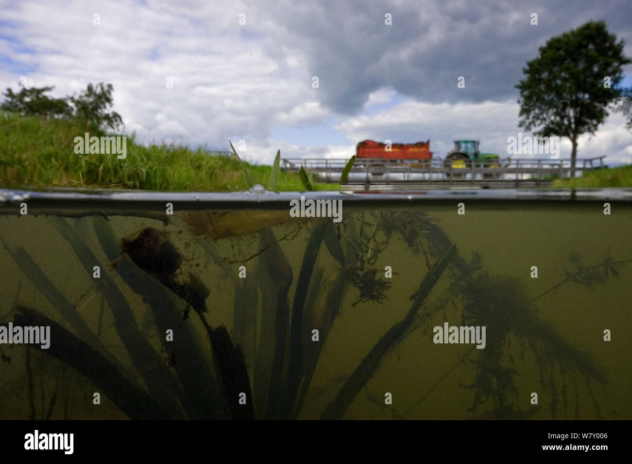Water soldier (Stratiotes aloides) growing in brook with tractor pulling trailer of manure, Holland. August. Stock Photo