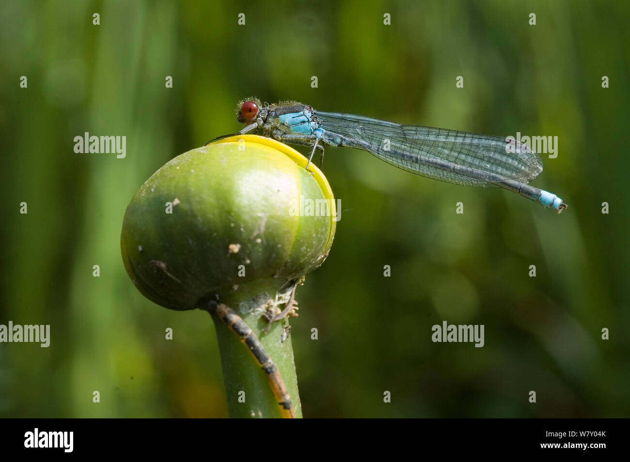 Red eyed damselfly (Erythromma najas) resting on Yellow water-lily (Nuphar lutea) North Holland. June. Stock Photo