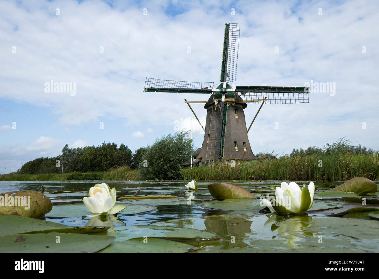 Watermill with White waterlilies (Nymphaea alba)  Naardermeer bog lake, Holland. August 2008 Stock Photo