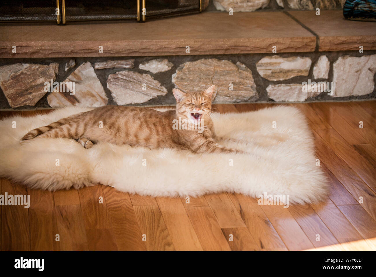 Orange yawning domestic tabby cat on a sheep skin rug in front of a fireplace, New Jersey, USA, funny domestic cats funny animals Stock Photo