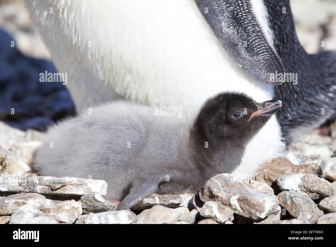 Adelie penguin (Pygoscelis adeliae) with one chick, Antarctica. Stock Photo