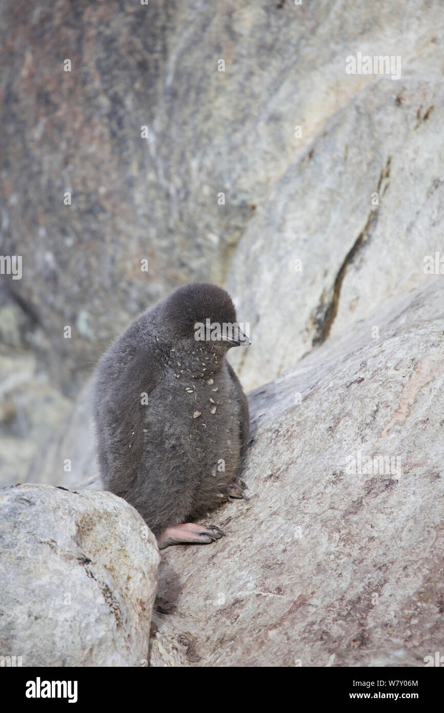 Adelie penguin (Pygoscelis adeliae) chick, Antarctica. Stock Photo