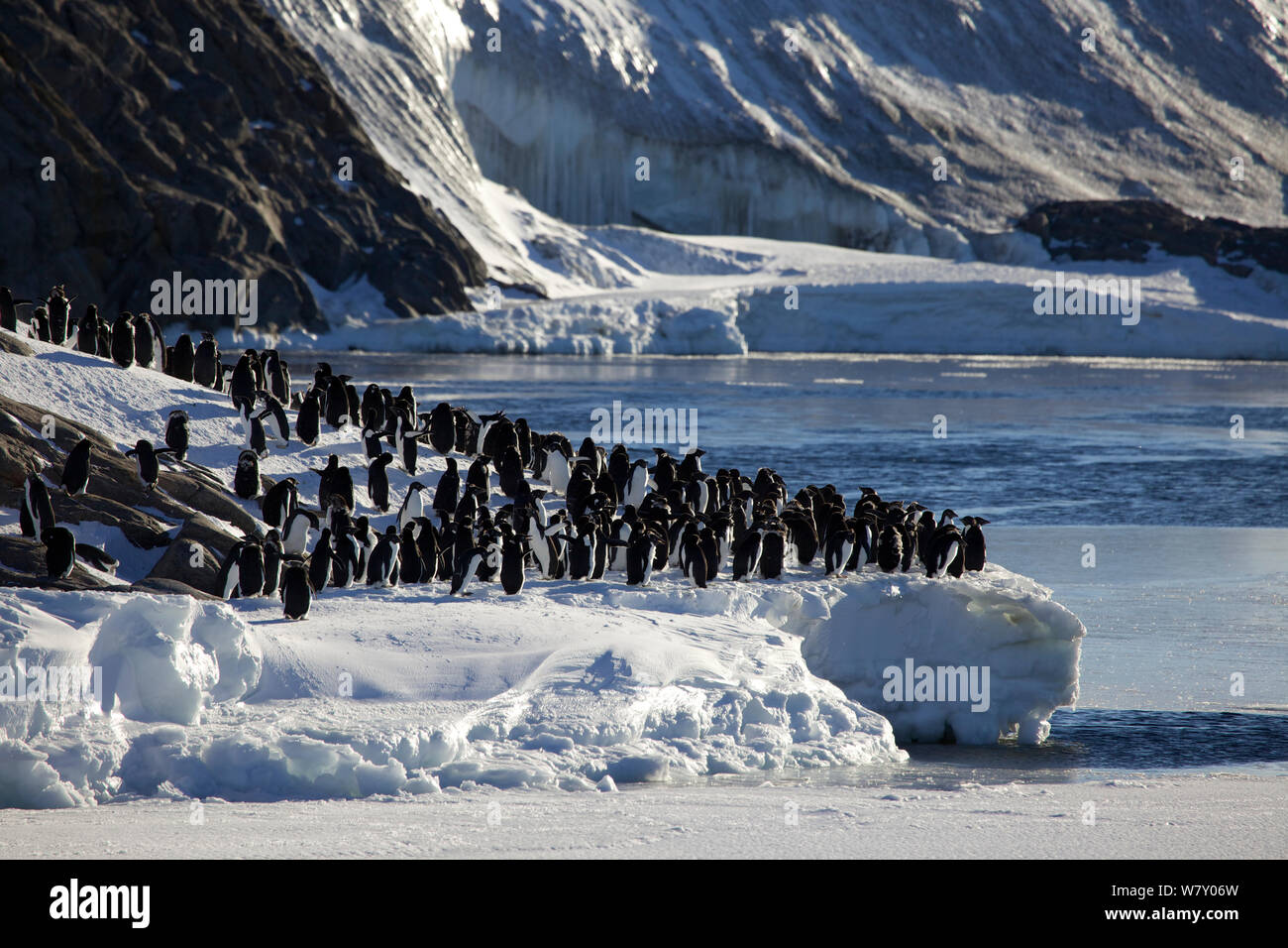 Adelie penguin (Pygoscelis adeliae) group on the shore of Ile des Petrels, Antarctica. Stock Photo