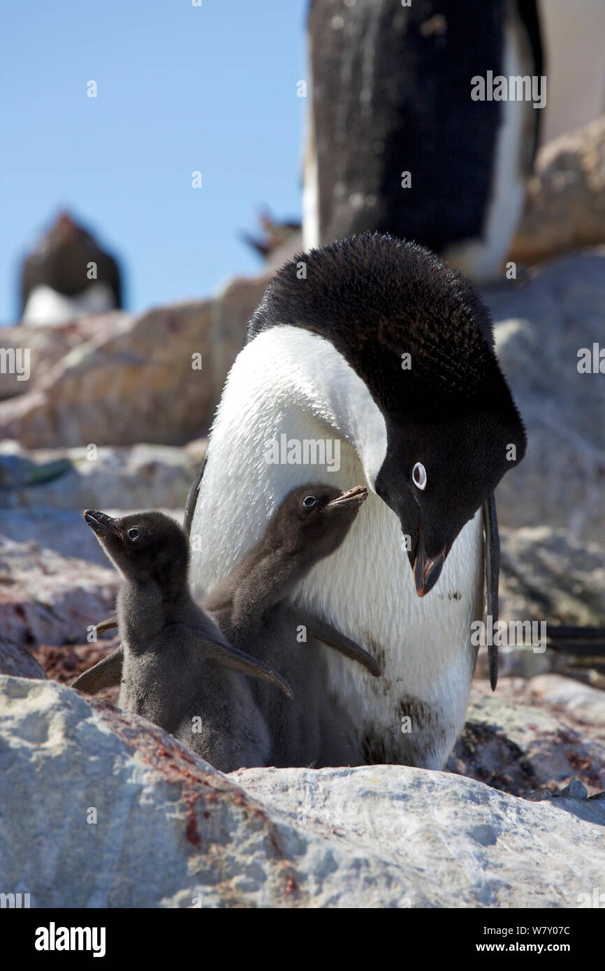 Adelie penguin (Pygoscelis adeliae) with two chicks, Antarctica. Stock Photo