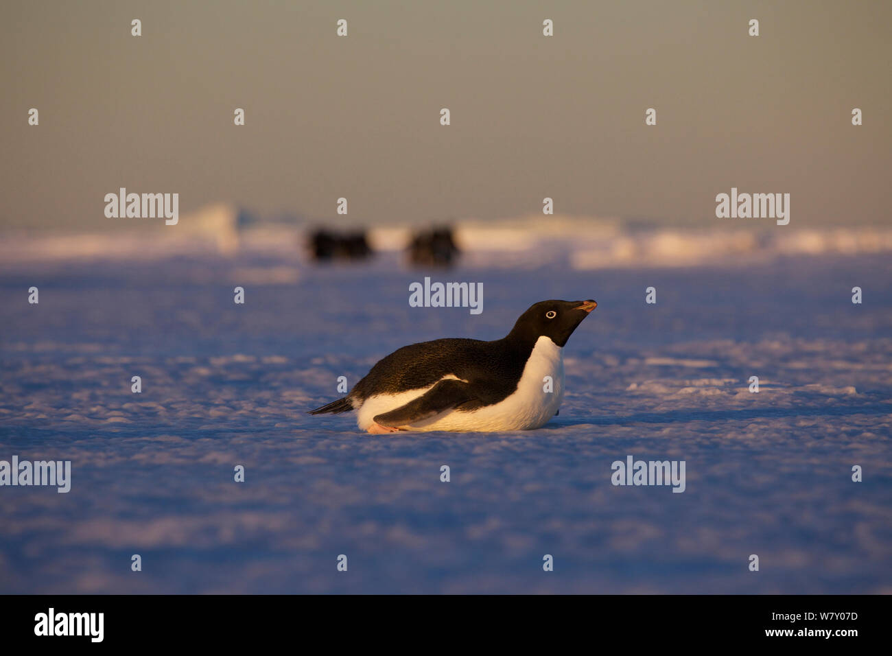 Adelie penguin (Pygoscelis adeliae) tobogganing, Antarctica. Stock Photo