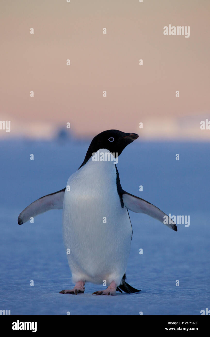 Adelie penguin (Pygoscelis adeliae)  portrait, Antarctica. Stock Photo