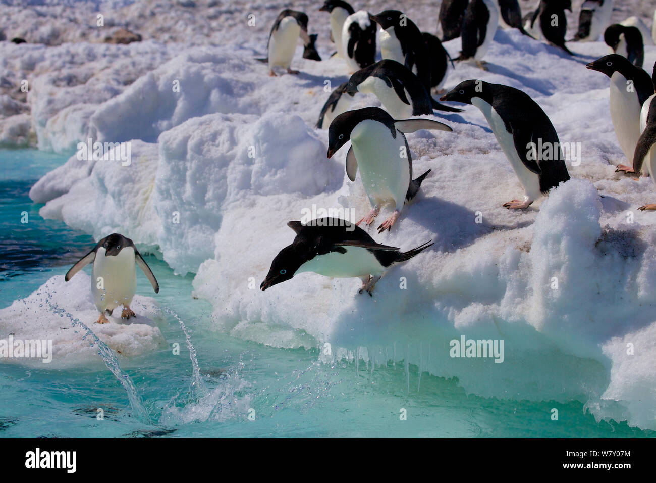 Adelie penguins (Pygoscelis adeliae) jumping from ice edge into the sea, Antarctica. Stock Photo